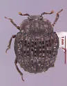 Onthophilus pluricostatus - photo 5