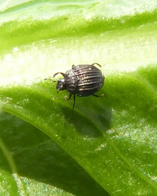Onthophilus striatus - Onthophilus striatus