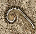 Onychelus obustus