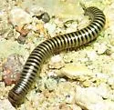 Onychelus obustus - photo 3