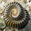 Onychelus obustus - photo 4