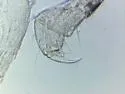 Onychiurus reluctus - photo 2
