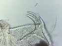 Onychiurus reluctus - photo 3