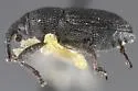 Onychobaris densa - photo 2