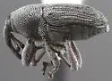 Onychobaris depressa - photo 2