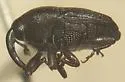 Onychobaris pectorosa