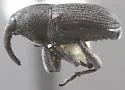 Onychobaris perita - photo 2
