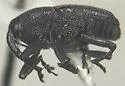 Onychobaris subtonsa