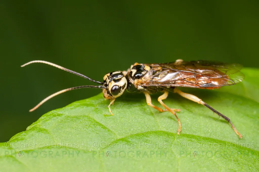 Onycholyda luteicornis