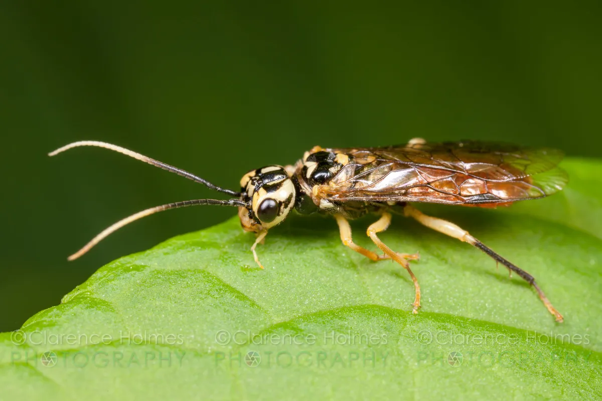 Onycholyda luteicornis - photo 2