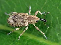 Onychylis longulus - photo 3