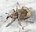Pickerelweed Weevil
