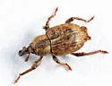 Pickerelweed Weevil - photo 2