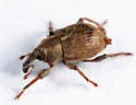 Pickerelweed Weevil - photo 3