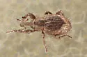 Pickerelweed Weevil - photo 4