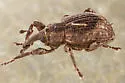 Pickerelweed Weevil - photo 5