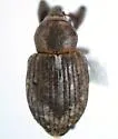 Onychylis parvulus