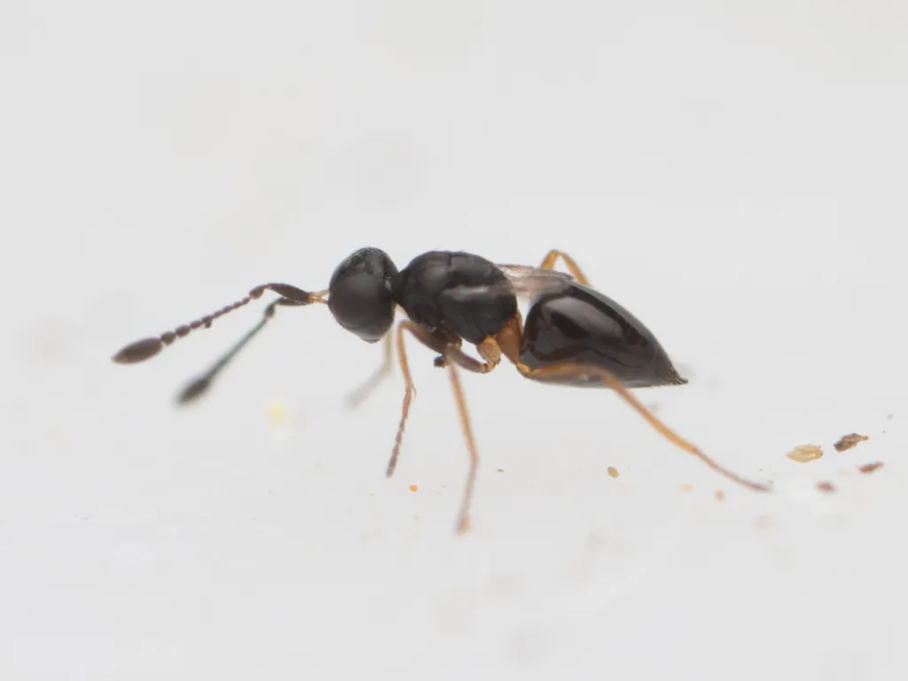 Ooctonus hemipterus - photo 2