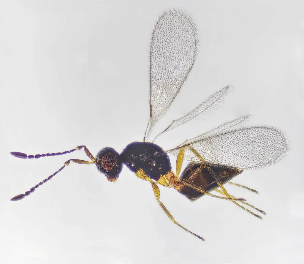 Ooctonus vulgatus - photo 2