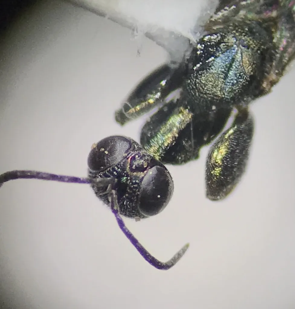 Oodera formosa