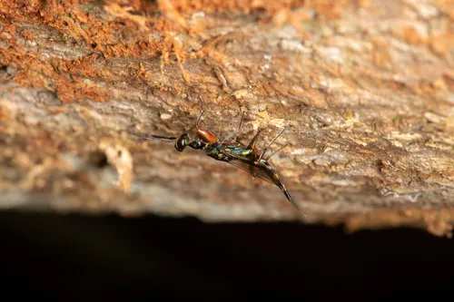 Oodera longicollis