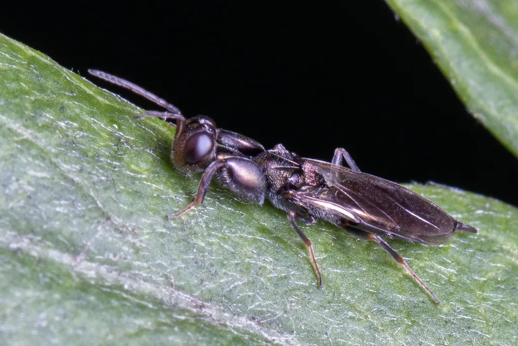 Ooderidae - photo 2