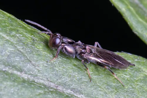 Ooderidae - photo 3
