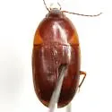 Oodes amaroides