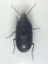 Oodes amaroides - photo 2