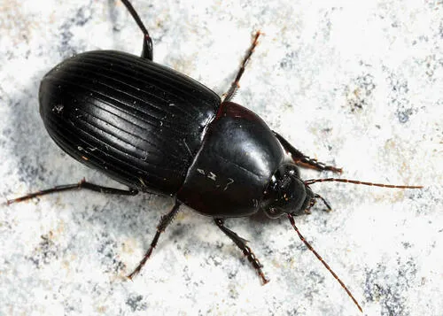 Oodes fluvialis