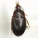 Oodinus alutaceus
