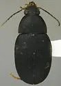 Oodinus alutaceus - photo 2