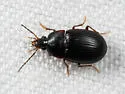Oodinus pseudopiceus - photo 2