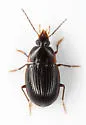 Oodinus pseudopiceus - photo 3