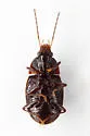 Oodinus pseudopiceus - photo 4