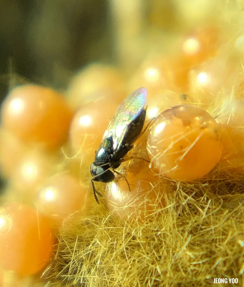 Ooencyrtus kuvanae - photo 2