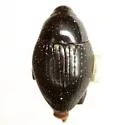 Oomorphidius erasus - Oomorphidius erasus