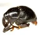 Oomorphidius erasus - photo 2