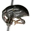 Oomorphidius erasus - photo 4