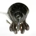 Oomorphidius erasus - photo 5