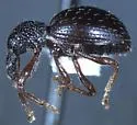 Oopterinus perforatus - photo 2