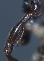 Oopterinus perforatus - photo 3