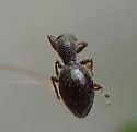 Oopterinus perforatus - photo 5