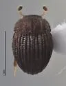 Oosternum costatum