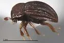 Oosternum costatum - photo 2
