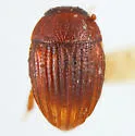 Oosternum pubescens