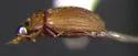 Oosternum pubescens - photo 4