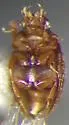 Oosternum pubescens - photo 5