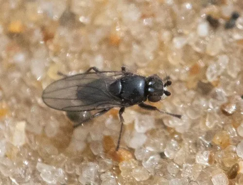 Opacifrons maculifrons