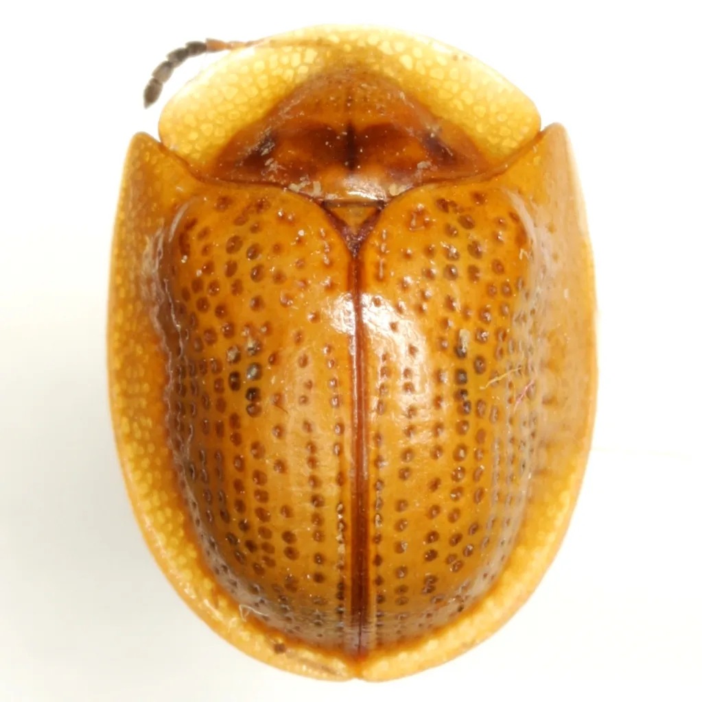 Opacinota bisignata - photo 2
